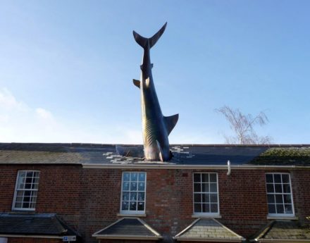 Shark protruding from roof house