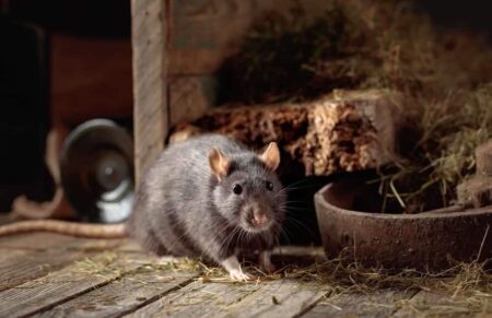 rat in barn