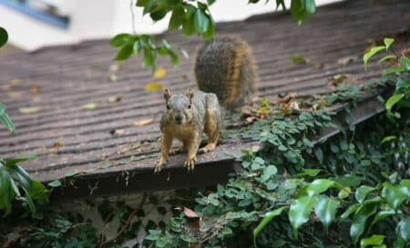 squirrel standing of roof