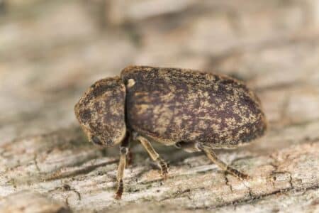 deathwatch beetle
