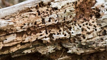 woodworm-eaten wood