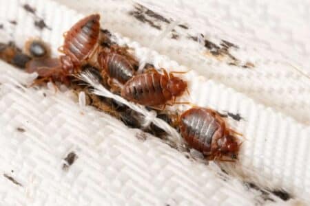 close up of bedbugs in mattress corner