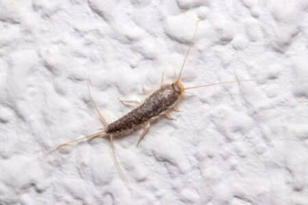 photo of silverfish close up on white wall