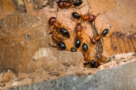close up of several carpenter ants on wood they have chewed