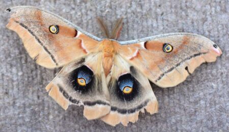 close up photo of moth