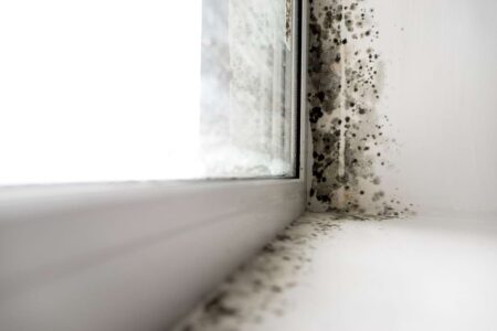damp on window frame