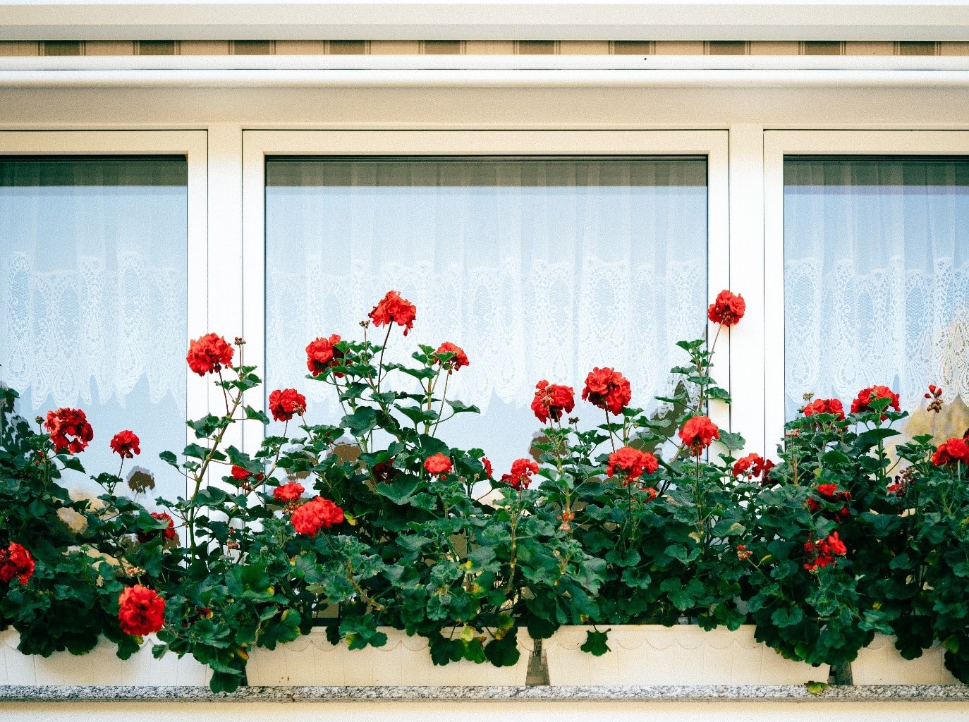 Flowers Decorative Touches to Prepare to Sell Your Home We Buy Any Home