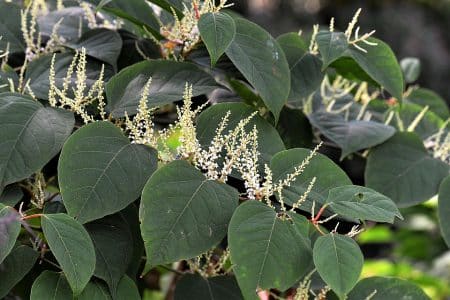 Japanese knotweed plant