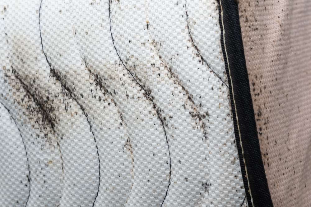 white mattress with dark bedbug stains