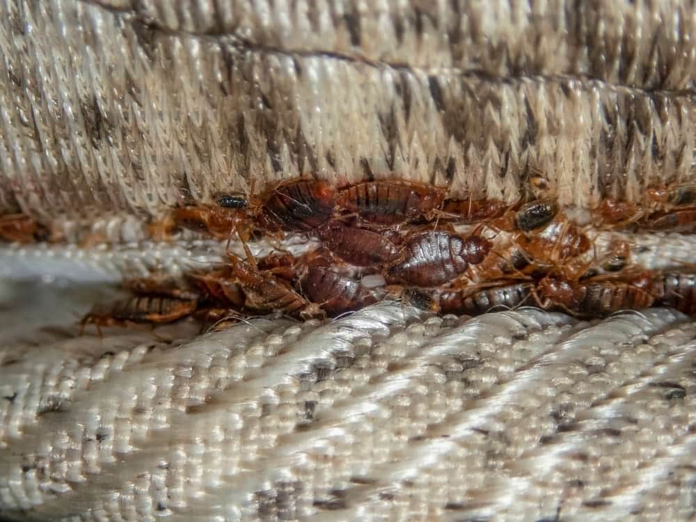 exoskeletons of several dead bedbugs