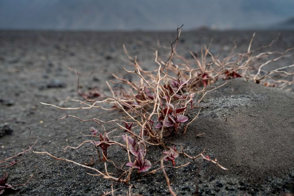 Japanese Knotweed During the Winter