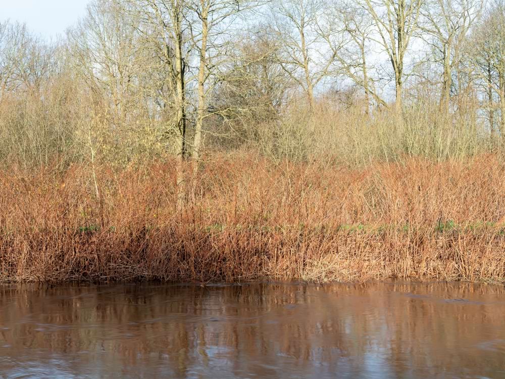 Japanese knotweed during winter on a riverbank