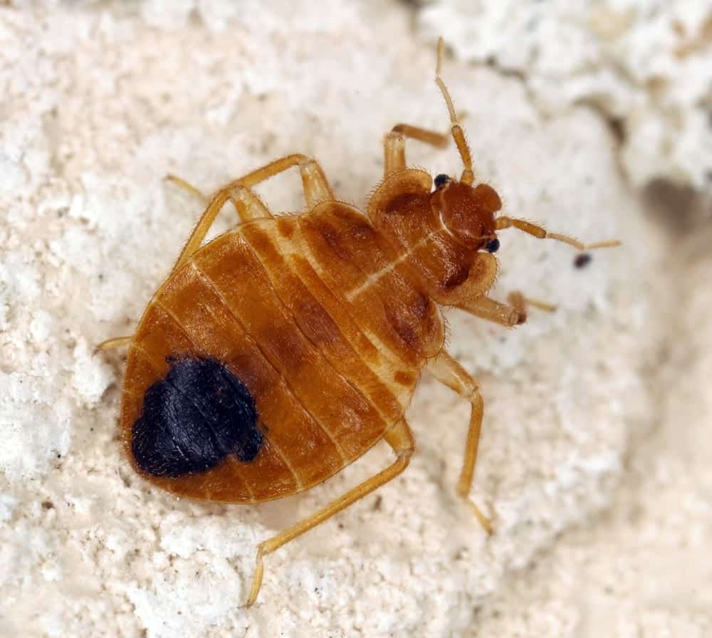 Detailed closeup photo of a bedbug