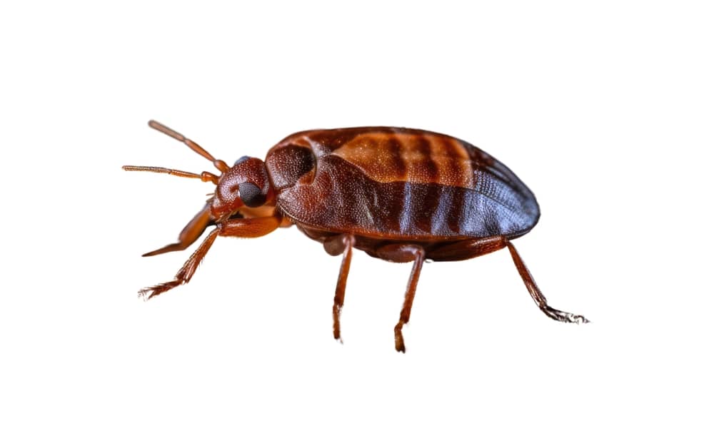 Bed Bugs: A Guide