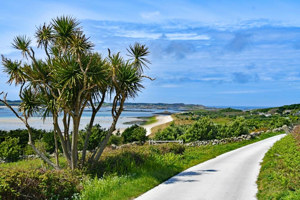 path and palmtrees in foreground and beach and bay in background in Isles of Scilley