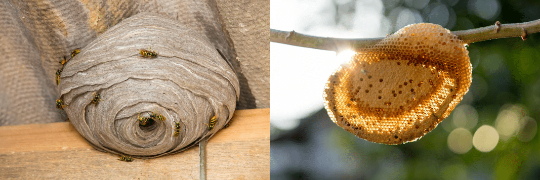 A wasp nest photo on the left vs a bee hive photo on the right
