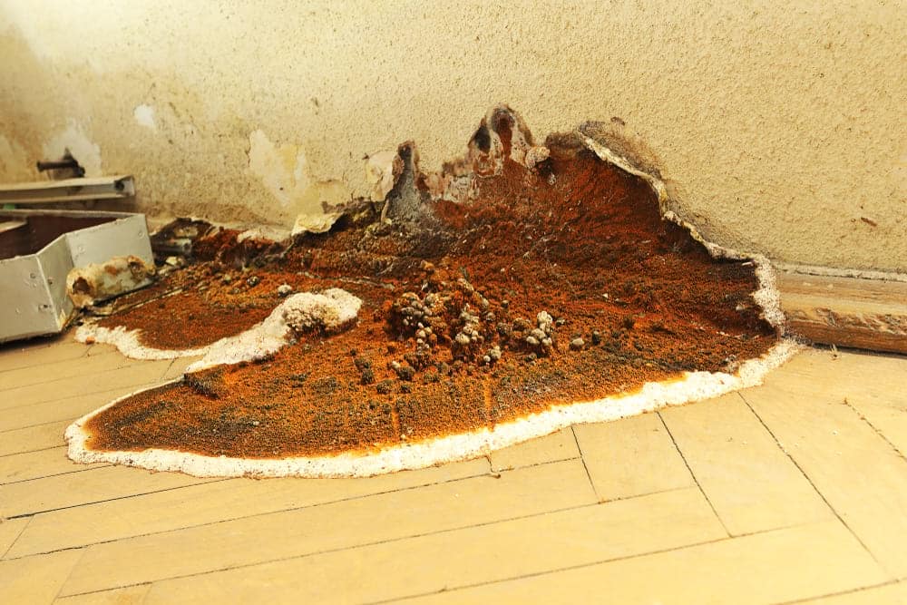 Dry Rot: A Guide