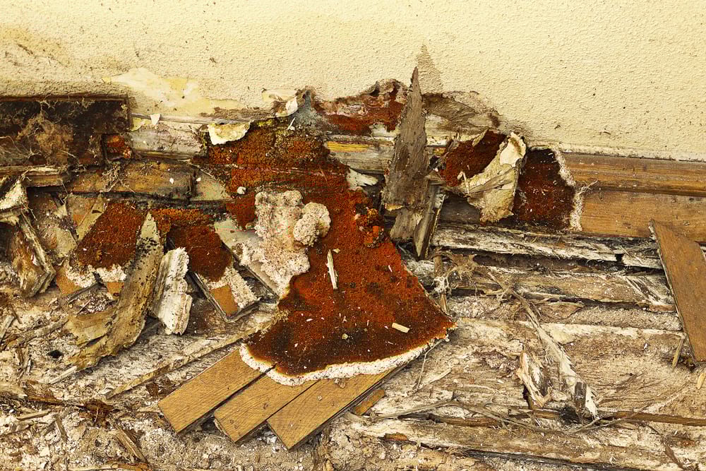 dry rot on wooden floorboards and wall