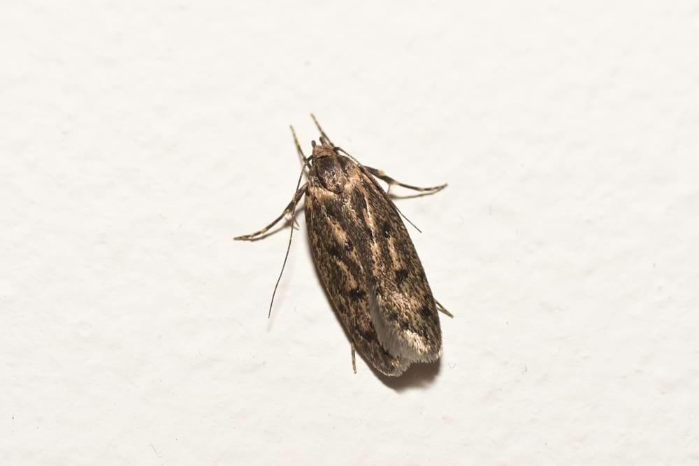close up of Brown house moth (Hofmannophila pseudospretella)