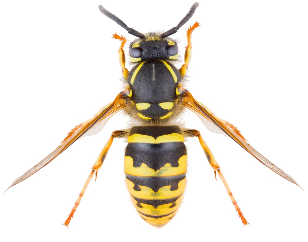 close up photo of a wasp