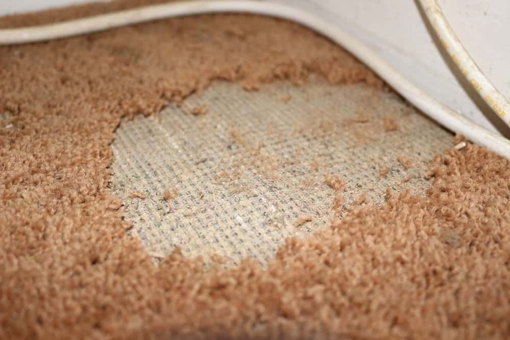 carpet damaged by moth larvae