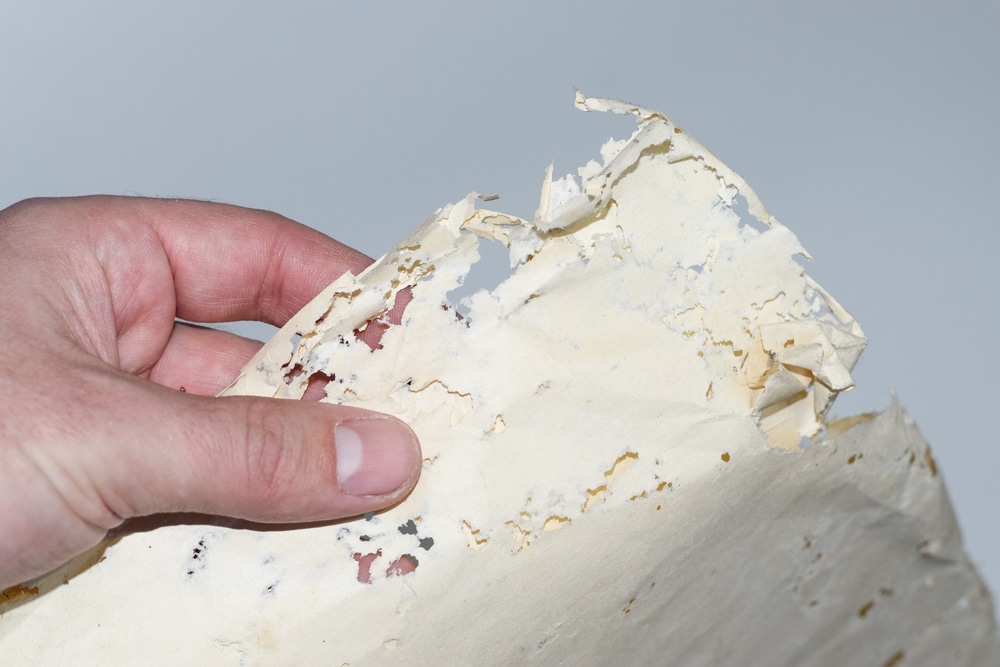 Hand holding paper damaged by silverfish