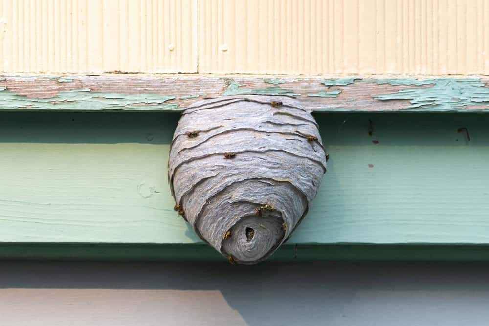a large grey, active wasp nest hanging from wooden surface inside house