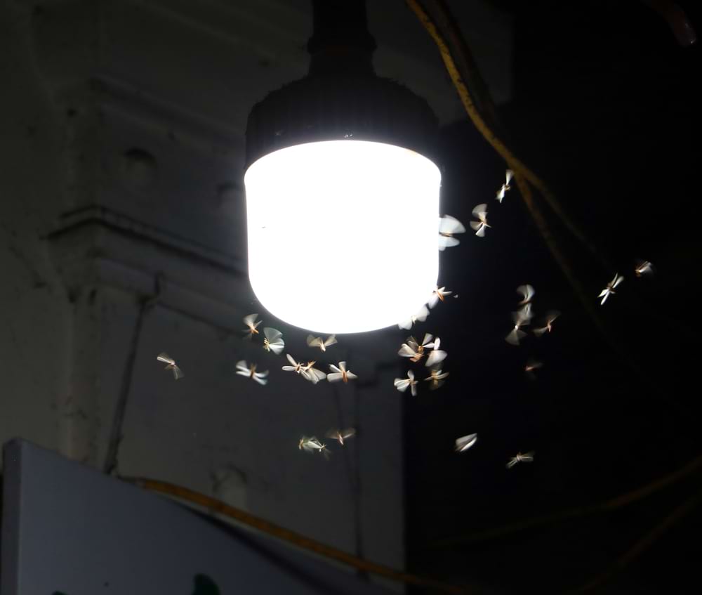 Can Moths Damage Your Home?