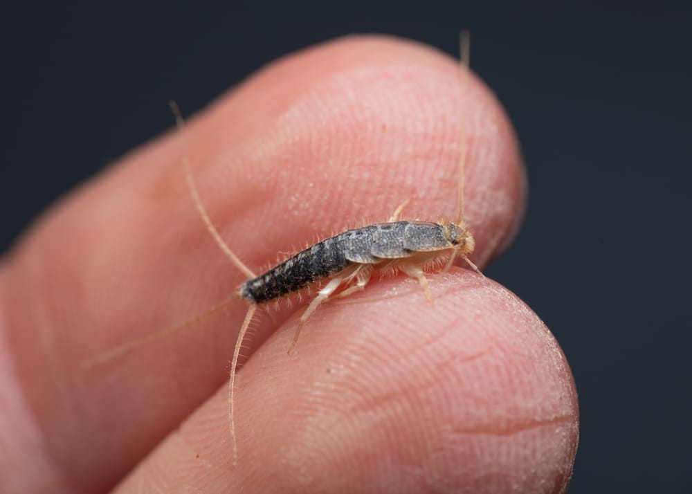 close up of silverfish on end of person's fingers