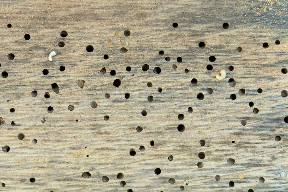 Woodworm (A Guide)