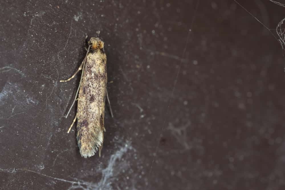 Close up of Common clothes moth (Tineola bisselliella)