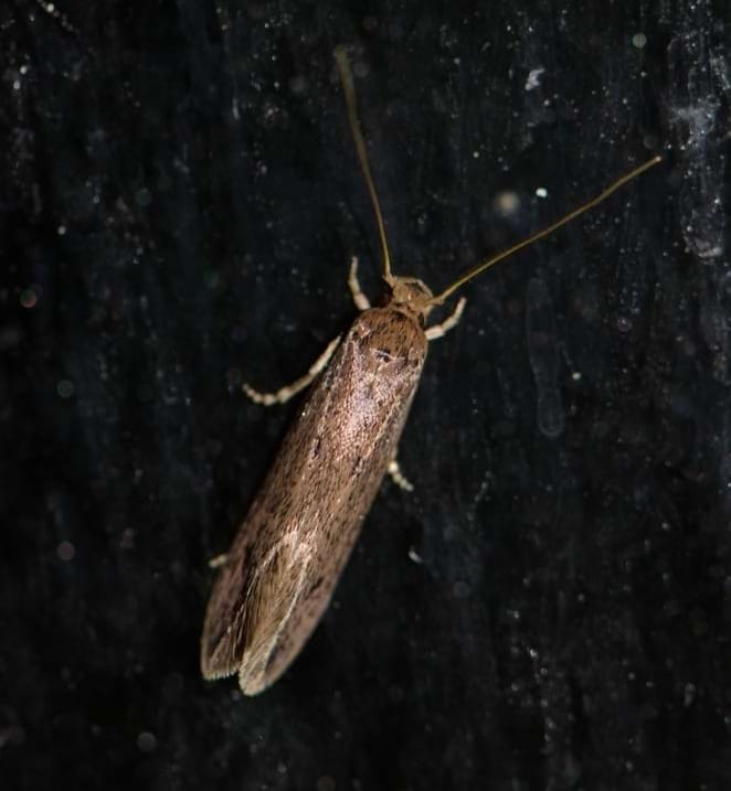 close up of Case-bearing clothes moth (Tinea pellionella)