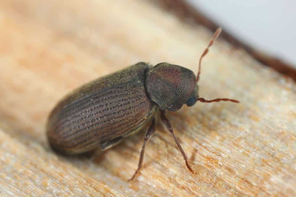 close up of a furniture beetle