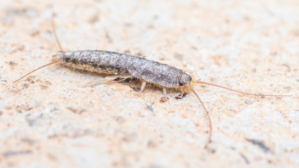 A Homeowner’s Guide to Silverfish