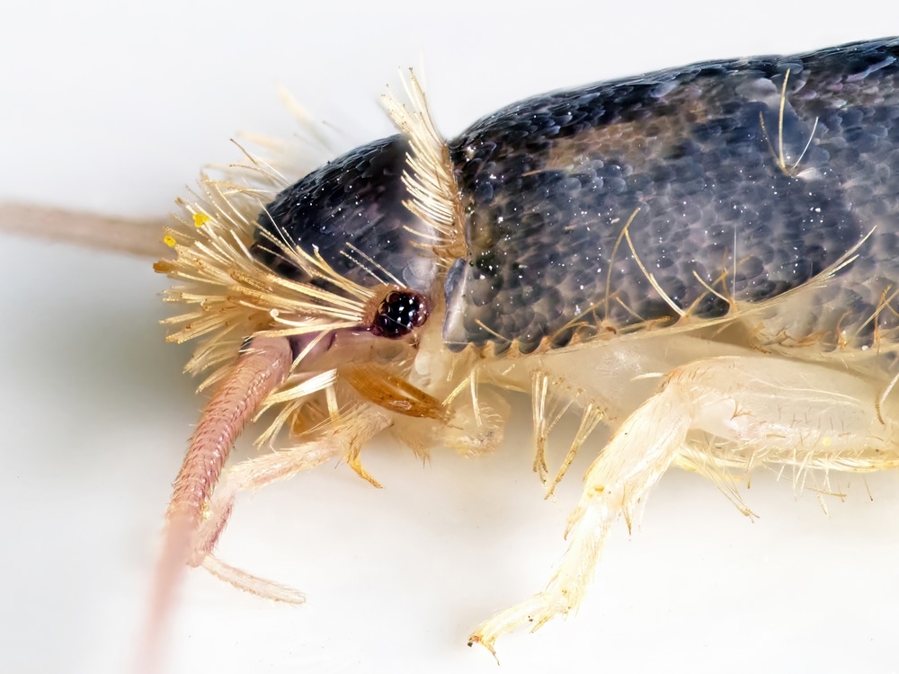 close up of a silverfish