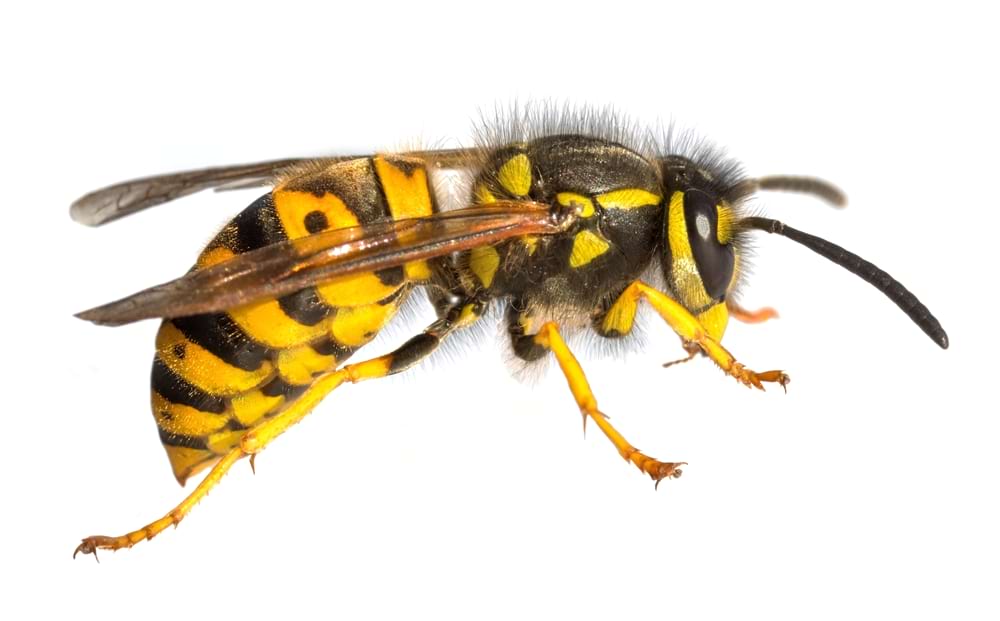 Signs There’s a Wasp Nest in Your House