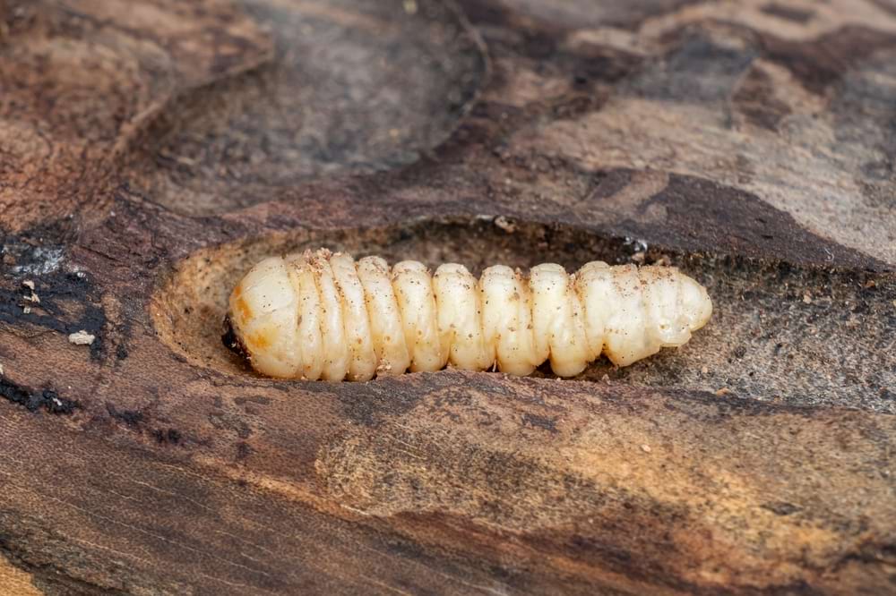 close up of a woodworm in burrow in wood
