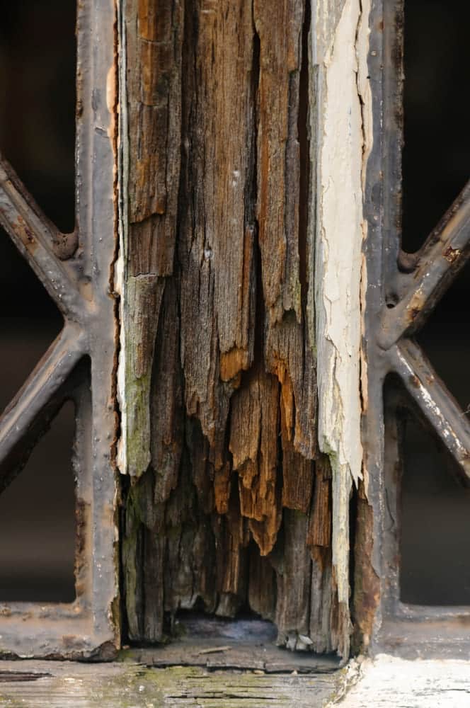 close up of wet rot on timber