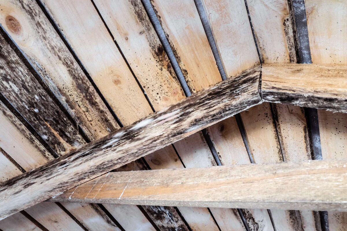 Roof with wet rot