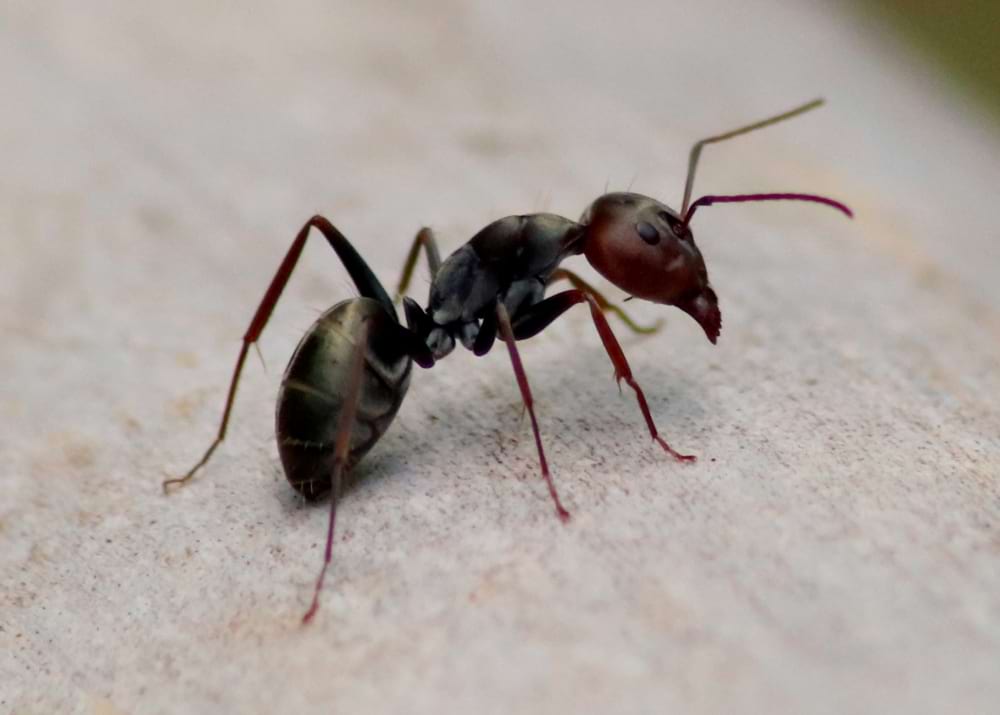 close up photograph of a Black garden ant in side profile