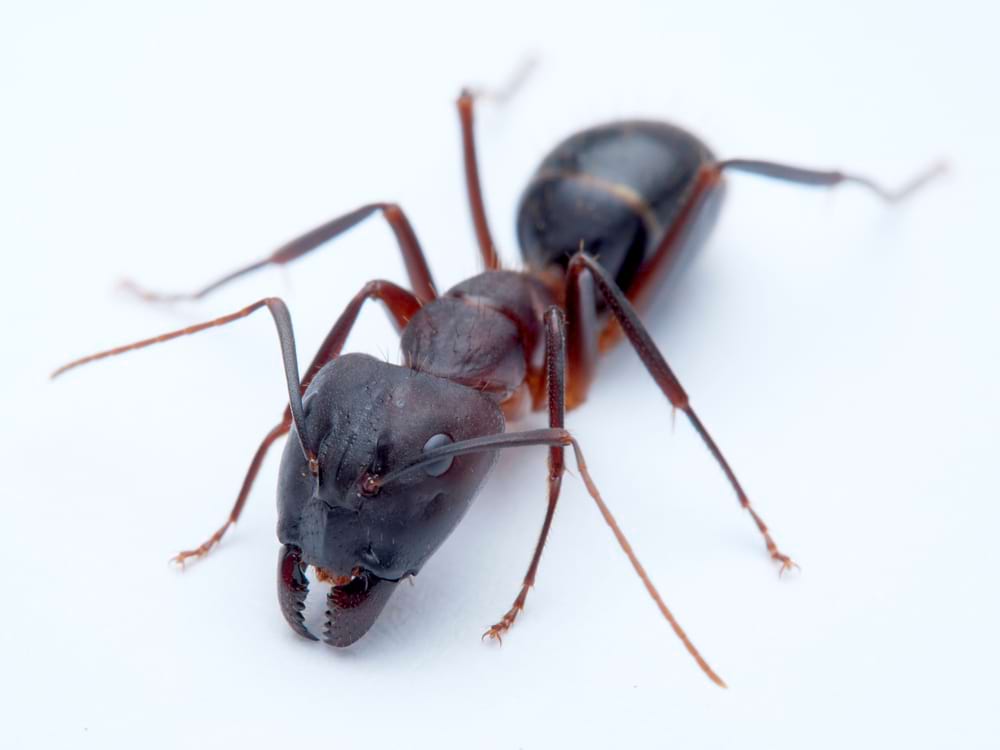 close up photograph of a carpenter ant head on