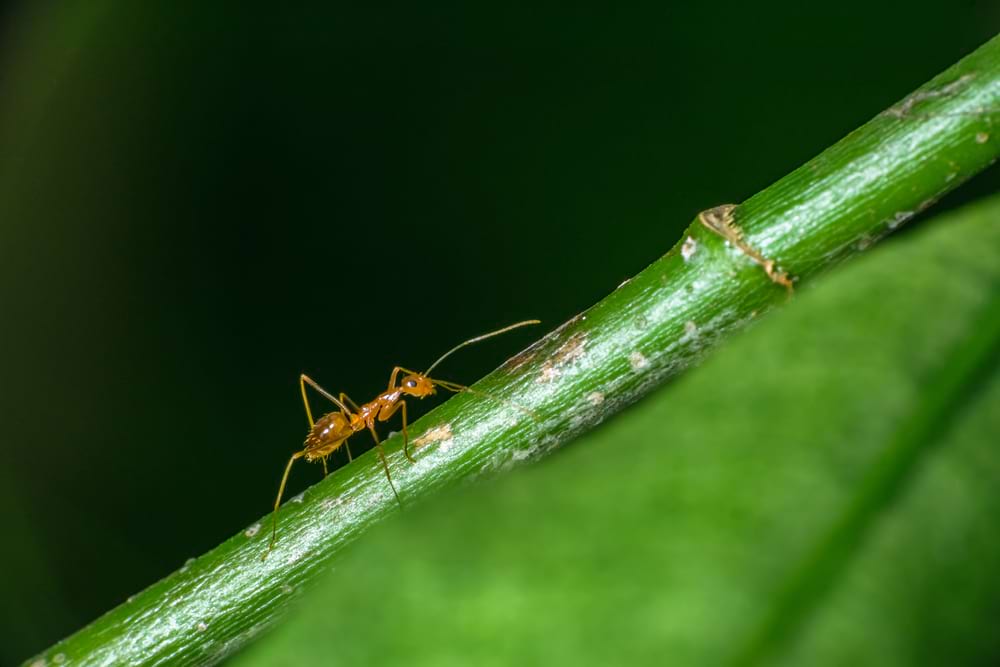 close up photo of a pharaoh ant on a stem in side profile