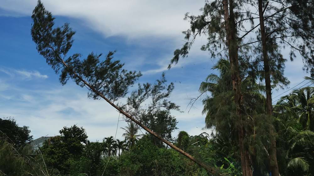 tall tree falling over