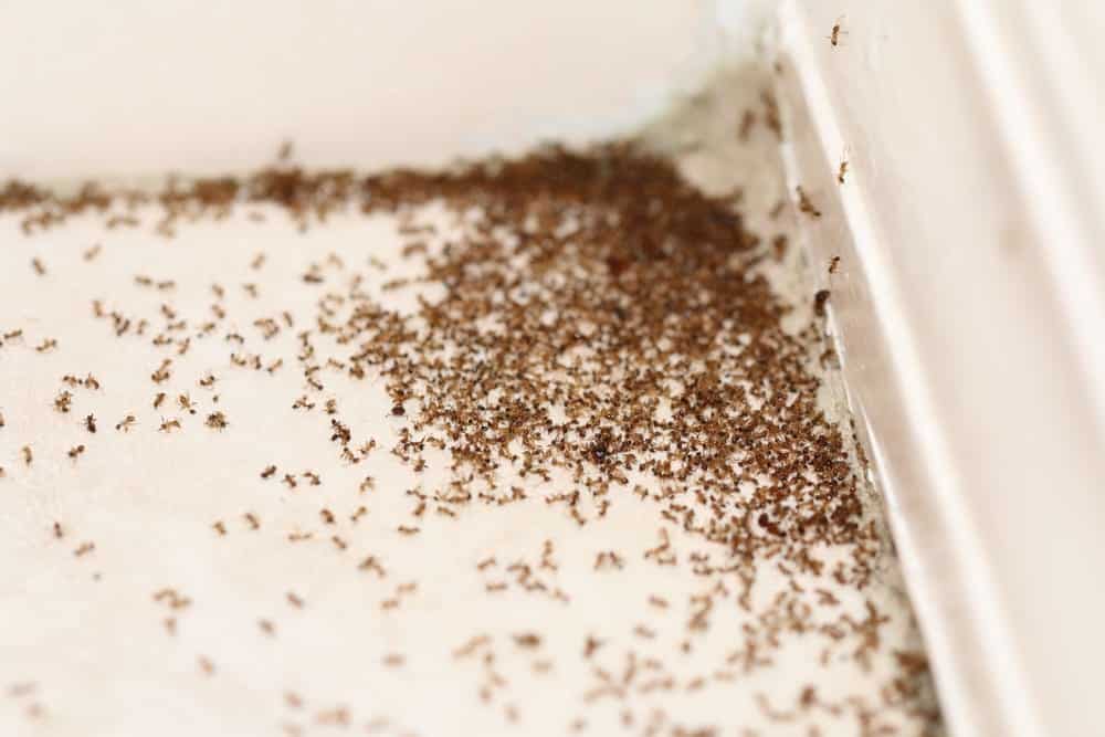 Removing Ants From Your Home