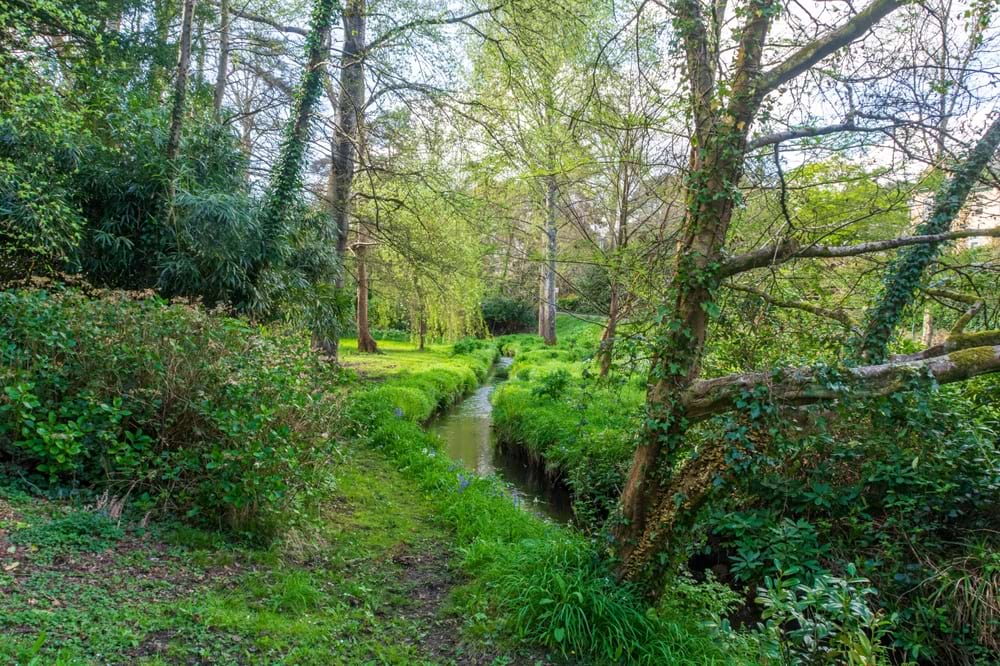 narrow stream with trees and bushes on either side