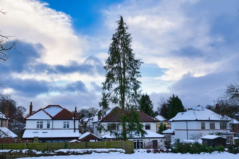 Tall Trees Near Houses in the UK: What Can You Do?