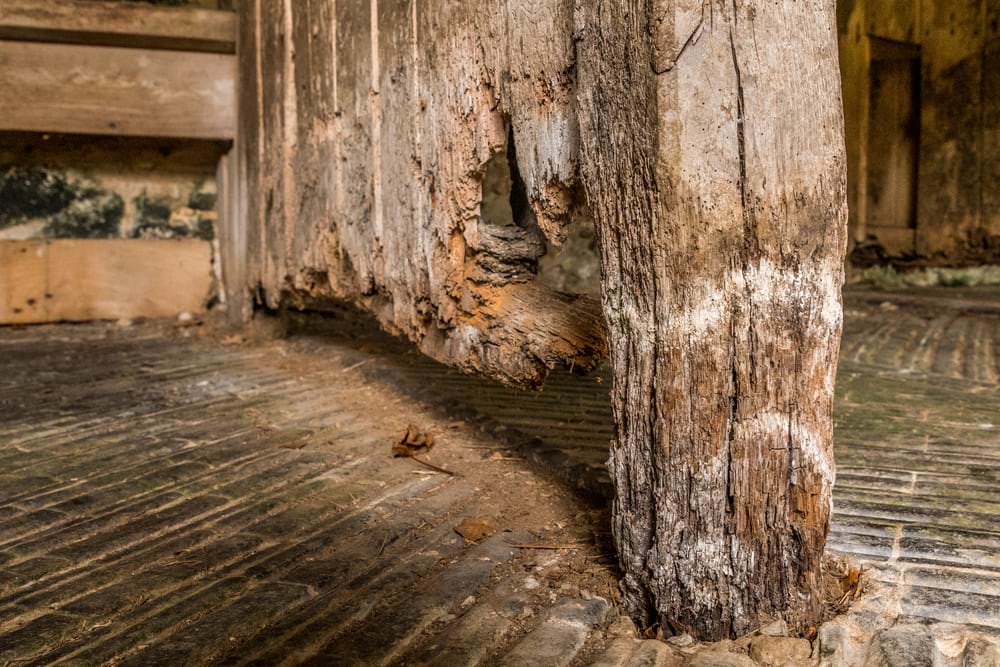 Wet Rot: What It Is & What To Do About It